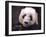 Giant Panda Bear-Jai Johnson-Framed Giclee Print