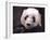 Giant Panda Bear-Jai Johnson-Framed Giclee Print