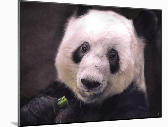 Giant Panda Bear-Jai Johnson-Mounted Giclee Print