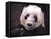 Giant Panda Bear-Jai Johnson-Framed Stretched Canvas