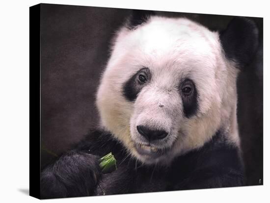 Giant Panda Bear-Jai Johnson-Stretched Canvas