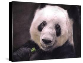 Giant Panda Bear-Jai Johnson-Stretched Canvas