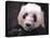 Giant Panda Bear-Jai Johnson-Stretched Canvas