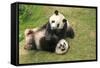 Giant Panda Bears (Ailuropoda Melanoleuca), China-Donyanedomam-Framed Stretched Canvas