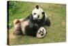 Giant Panda Bears (Ailuropoda Melanoleuca), China-Donyanedomam-Stretched Canvas