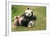 Giant Panda Bears (Ailuropoda Melanoleuca), China-Donyanedomam-Framed Photographic Print