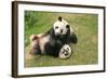 Giant Panda Bears (Ailuropoda Melanoleuca), China-Donyanedomam-Framed Photographic Print
