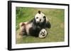 Giant Panda Bears (Ailuropoda Melanoleuca), China-Donyanedomam-Framed Photographic Print