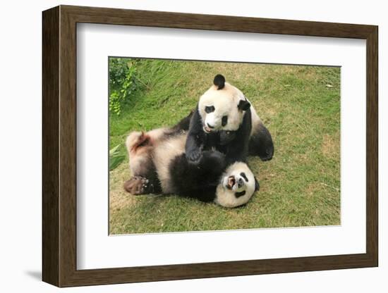 Giant Panda Bears (Ailuropoda Melanoleuca), China-Donyanedomam-Framed Photographic Print