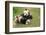 Giant Panda Bears (Ailuropoda Melanoleuca), China-Donyanedomam-Framed Photographic Print