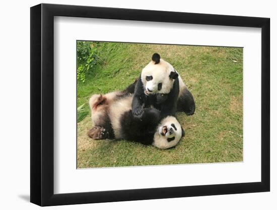 Giant Panda Bears (Ailuropoda Melanoleuca), China-Donyanedomam-Framed Photographic Print