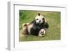 Giant Panda Bears (Ailuropoda Melanoleuca), China-Donyanedomam-Framed Photographic Print