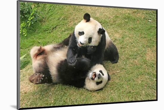 Giant Panda Bears (Ailuropoda Melanoleuca), China-Donyanedomam-Mounted Photographic Print