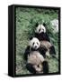 Giant Panda Bears Lying in the Grass, China-Lynn M^ Stone-Framed Stretched Canvas