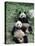 Giant Panda Bears Lying in the Grass, China-Lynn M^ Stone-Stretched Canvas