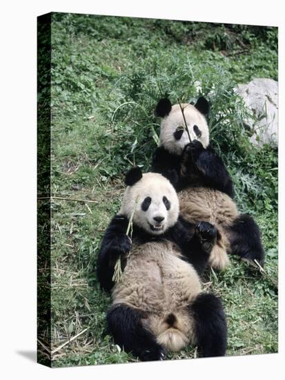 Giant Panda Bears Lying in the Grass, China-Lynn M^ Stone-Stretched Canvas