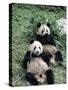 Giant Panda Bears Lying in the Grass, China-Lynn M^ Stone-Stretched Canvas