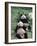 Giant Panda Bears Lying in the Grass, China-Lynn M^ Stone-Framed Photographic Print