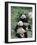 Giant Panda Bears Lying in the Grass, China-Lynn M^ Stone-Framed Photographic Print