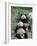 Giant Panda Bears Lying in the Grass, China-Lynn M^ Stone-Framed Photographic Print