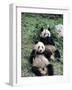 Giant Panda Bears Lying in the Grass, China-Lynn M^ Stone-Framed Photographic Print