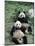 Giant Panda Bears Lying in the Grass, China-Lynn M^ Stone-Mounted Photographic Print