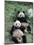 Giant Panda Bears Lying in the Grass, China-Lynn M^ Stone-Mounted Photographic Print