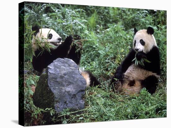 Giant Panda Bears Playing, Sichuan, China-Lynn M^ Stone-Stretched Canvas