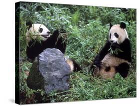 Giant Panda Bears Playing, Sichuan, China-Lynn M^ Stone-Stretched Canvas