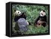 Giant Panda Bears Playing, Sichuan, China-Lynn M^ Stone-Framed Stretched Canvas