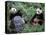 Giant Panda Bears Playing, Sichuan, China-Lynn M^ Stone-Stretched Canvas