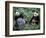 Giant Panda Bears Playing, Sichuan, China-Lynn M^ Stone-Framed Photographic Print