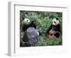 Giant Panda Bears Playing, Sichuan, China-Lynn M^ Stone-Framed Photographic Print