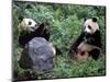 Giant Panda Bears Playing, Sichuan, China-Lynn M^ Stone-Mounted Photographic Print