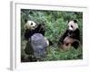 Giant Panda Bears Playing, Sichuan, China-Lynn M^ Stone-Framed Photographic Print