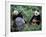 Giant Panda Bears Playing, Sichuan, China-Lynn M^ Stone-Framed Photographic Print