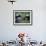 Giant Panda Bears Playing, Sichuan, China-Lynn M^ Stone-Framed Photographic Print displayed on a wall