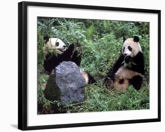 Giant Panda Bears Playing, Sichuan, China-Lynn M^ Stone-Framed Photographic Print