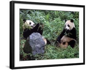 Giant Panda Bears Playing, Sichuan, China-Lynn M^ Stone-Framed Photographic Print