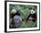 Giant Panda Bears Playing, Sichuan, China-Lynn M^ Stone-Framed Photographic Print