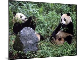 Giant Panda Bears Playing, Sichuan, China-Lynn M^ Stone-Mounted Photographic Print