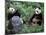 Giant Panda Bears Playing, Sichuan, China-Lynn M^ Stone-Mounted Photographic Print