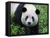 Giant Panda Bifengxia Giant Panda Breeding and Conservation Center, China-Eric Baccega-Framed Stretched Canvas