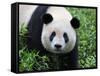 Giant Panda Bifengxia Giant Panda Breeding and Conservation Center, China-Eric Baccega-Framed Stretched Canvas