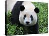 Giant Panda Bifengxia Giant Panda Breeding and Conservation Center, China-Eric Baccega-Stretched Canvas