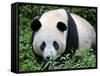 Giant Panda Bifengxia Giant Panda Breeding and Conservation Center, China-Eric Baccega-Framed Stretched Canvas