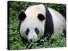 Giant Panda Bifengxia Giant Panda Breeding and Conservation Center, China-Eric Baccega-Stretched Canvas
