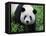 Giant Panda Bifengxia Giant Panda Breeding and Conservation Center, China-Eric Baccega-Framed Stretched Canvas