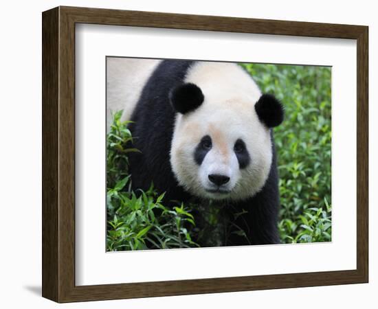 Giant Panda Bifengxia Giant Panda Breeding and Conservation Center, China-Eric Baccega-Framed Photographic Print