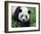 Giant Panda Bifengxia Giant Panda Breeding and Conservation Center, China-Eric Baccega-Framed Photographic Print